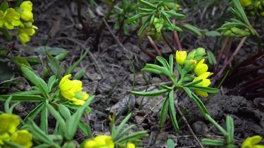 视频滑块裸子植物精子敖德萨努姆短暂的花黄色的樱草野生罕见的视图红色的书乌克兰视频拍摄滑块